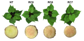 IbCHY-β 발현억제 고구마 식물체(RC)의 저장뿌리 표현형