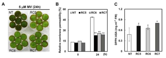IbCHY-β 발현억제 고구마 식물체(RC)의 산화스트레스 내성