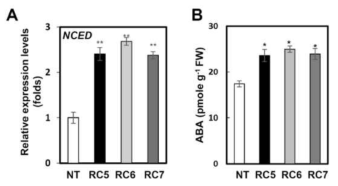 IbCHY-β 발현억제 고구마 식물체(RC)의 NCED 유전자 발현과 ABA 함량