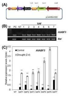 AtABF3 과발현 형질전환 알팔파 식물체(SAF)의 개발
