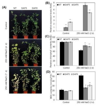 AtABF3 과발현 형질전환 알팔파 식물체(SAF)의 내염성
