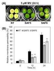 AtABF3 과발현 형질전환 알팔파 식물체(SAF)의 산화스트레스 내성