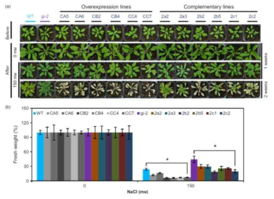 포플러 GI유전자 과발현 형질전환 애기장대 식물체의 내염성 분석