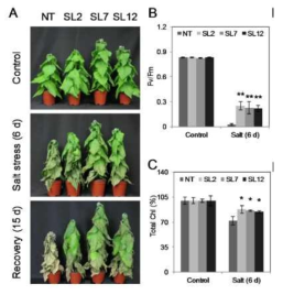 IbLEA14 과발현 형질전환 알팔파 식물체(SL)의 고염스트레스 내성