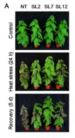 IbLEA14 과발현 형질전환 알팔파 식물체(SL)의 고온스트레스 내성