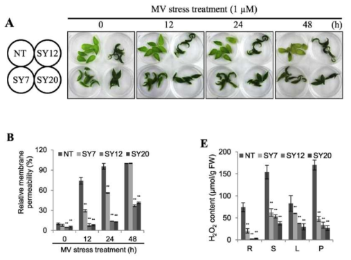 YUCCA6 과발현 형질전환 포플러 식물체(SY)의 산화스트레스 내성