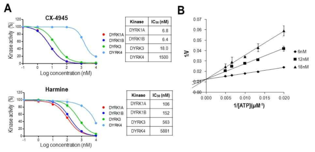 CX-4945의 강력한 DYRK1A 억제효능 (A) 순수 분리 정제된 DYRK 단백질들 (DYRK1A, DYRK1B, DYRK3, DYRK4)의 in vitro kinase profiling을 통해서 확인된 강력한 억제효능. 특히 DYRK1A, DYRK1B에 대해서 상대적으로 강한 억제효능을 보임. 기존에 DYRK의 억제물질로 널리 사용되고 있는 harmine보다 CX-4945의 억제효능이 20배가량 뛰어남 (B) CX-4945의 ATP 경쟁적 DYRK1A 억제효과 확인