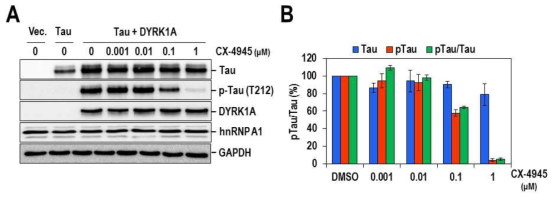 세포수준에서 CX-4945의 DYRK1A 억제효과. CX-4945의 농도에 따라 Tau의 인산화 감소를 확인함. (A) CX-4945처리시 p-Tau(T212) 단백질의 인산화 상태. (B) Tau 및 p-Tau(T212) 단백질 인산화 정량 그래프
