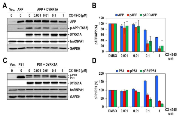 세포수준에서 CX-4945의 DYRK1A 억제효과. (A) CX-4945처리에 의한 APP 단백질의 인산화 감소. (B) APP 및 p-APP(T668) 단백질 인산화 정량 그래프. (C) CX-4945처리에 의한 PS1 인산화 감소 (D) PS1 및 p-PS1 단백질 인산화 정량 그래프