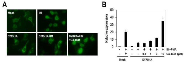 CX-4945에 의한 NFAT 신호전달 조절효능 (A) NFATc 단백질의 세포내 위치변화. Calcium influx를 유도하는 ionomycin (IM)을 처리하면 NFATc가 핵내로 이동하게 되는데, 이때 DYRK1A를 과발현하게 되면 NFATc가 세포질에 머무르게 됨. 이 조건에 CX-4945를 처리하게 되면 DYRK1A 억제효능에 의해서 NFATc가 핵내에 머무르게 됨이 뚜렷하게 관찰됨. (B) 동일한 조건에서 NFATc에 의한 전사활성을 luciferase 리포터를 이용해서 확인함. calcium influx에 의해서 증가된 NFATc의 전사활성이 DYRK1A 과발현에 의해서 1/4로 감소함. 이때 CX-4945를 처리하게 되면 농도에 의존하는 방식으로 NFATc의 전사활성이