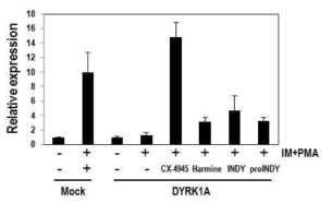 CX-4945, harmine, INDY, proINDY의 DYRK1A 억제에 의한 NFAT 신호전달 활성화 효과 비교