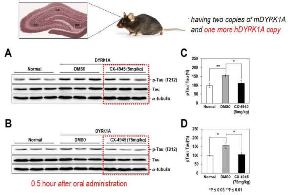 DYRK1A TG 마우스에서 CX-4945의 DYRK1A 억제효능 검증 (A,C) 정상적인 마우스와 DYRK1A TG 마우스의 Tau 인산화 (B,D) CX-4945 경구투여 1시간 후에 hippocampus에서 나타나는 Tau 인산화 억제