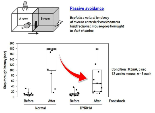 passive avoidance test법을 통해서 확인된 DYRK1A TG 마우스의 인지능력 결함