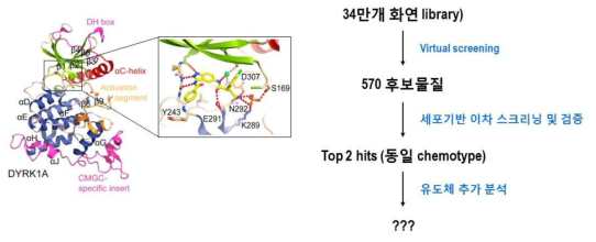 가상탐색을 통한 DYRK1A 신규 억제물질 2종 발굴과정