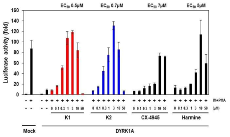 화합물 K1과 K2의 농도의존적 DYRK1A 억제효능이 NFAT 신호전달 리포터 발현 증가로 나타남
