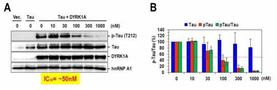 포유동물세포 수준에서 화합물K1의 Tau 인산화 억제 효능