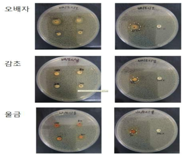 오배자, 감초, 울금의 항균활성시험. E. coli에서의 disk diffusion assay 수행. 농도별 항균 활성 (좌) 및 대조군 (에탄올) 대비한 항균활성