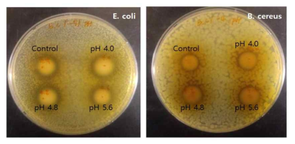 pH에 따른 오배자 추출물의 항균활성 (paper disk assay)