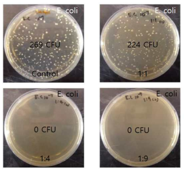E. coli에서 오배자 추출물을 비율별로 처리한 후 집락형성 관찰 및 비교