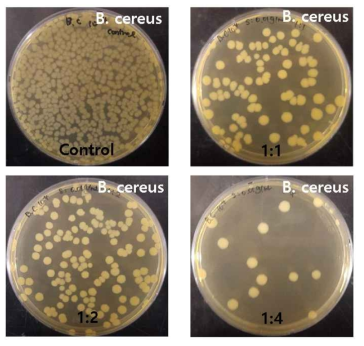 B. cereus에서 오배자 추출물을 비율별로 처리한 후 집락형성 관찰 및 비교