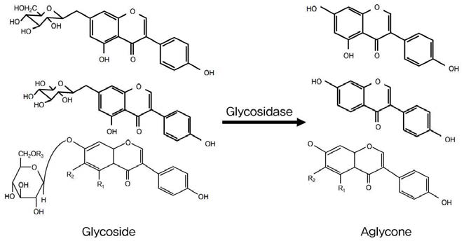 Glycosidase에 의한 배당체의 비배당체로의 생물전환