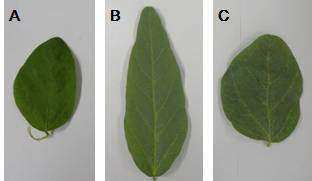 품종별 콩잎 사진(A: 청아, B: 강일, C: 호반)