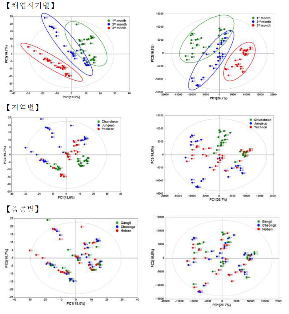 콩잎 대사체의 다변량 분석(좌: PCA, 우: PLS-DA)