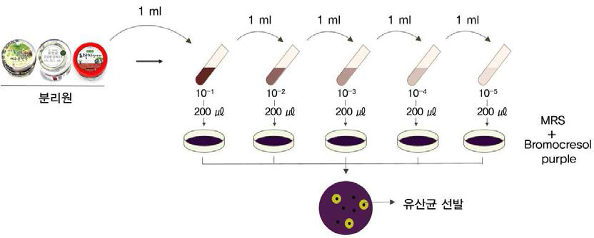 유산균 분리 및 선발 방법