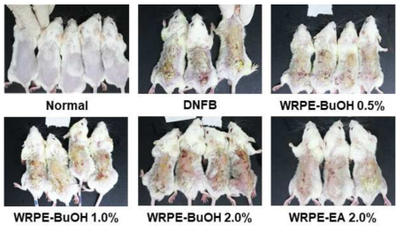 Effects of white rose peal extract (WRPE) butanol (WRPE-BuOH) or ethyl acetate (WRPE-EA) fractions of WRPE-methanol extract on the atopic dermatitis induced by DNFB observed after 1-week dermal application in BALB/C mice