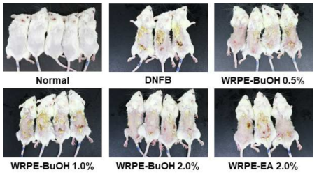 Effects of white rose peal extract (WRPE) butanol (WRPE-BuOH) or ethyl acetate (WRPE-EA) fractions of WRPE-methanol erxtact on the atopic dermatitis induced by DNFB observed after 2-week dermal application in BALB/C mice