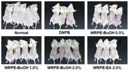 Effects of white rose peal extract (WRPE) butanol (WRPE-BuOH) or ethyl acetate (WRPE-EA) fractions of WRPE-methanol extract on the atopic dermatitis induced by DNFB observed after 3-week dermal application in BALB/C mice