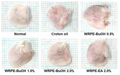 Effects of white rose petal extract (WRPE) on the croton oil-induced ear edema. WRPE-BuOH: butanol fraction of WRPE-MeOH extract, WRPE-EA: ethyl acetate fraction of WRPE-MeOH extract