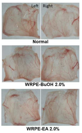 Gross findings of the cheek pouches applied with white rose petal extract (WRPE) in Syrian golden hamsters. WRPE-BuOH: butanol fraction of WRPE-MeOH extract, WRPE-EA: ethyl acetate fraction of WRPE-MeOH extract
