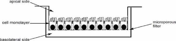 Caco-2-cell을 이용한 장투과성 평가 모식도