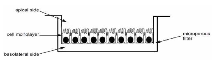 Caco-2-cell을 이용한 장투과성 평가 모식도