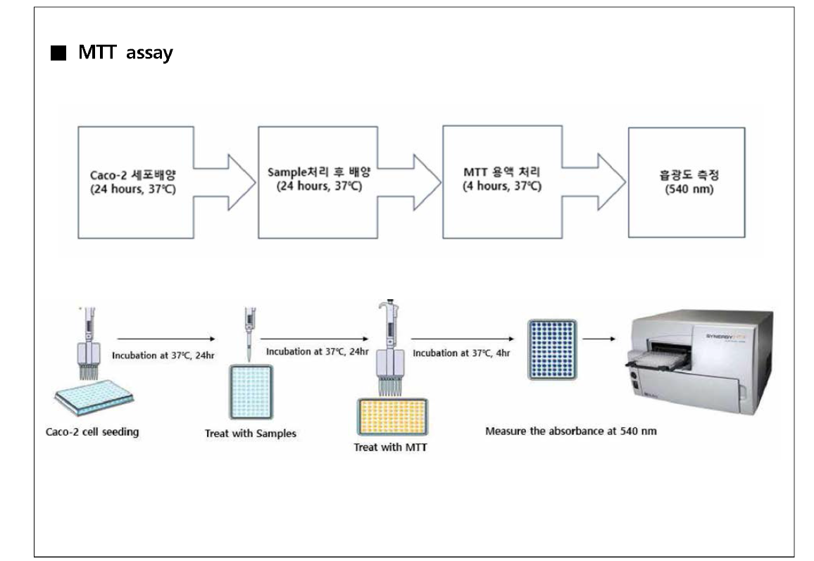 세포독성평가(MTT assay) 모식도