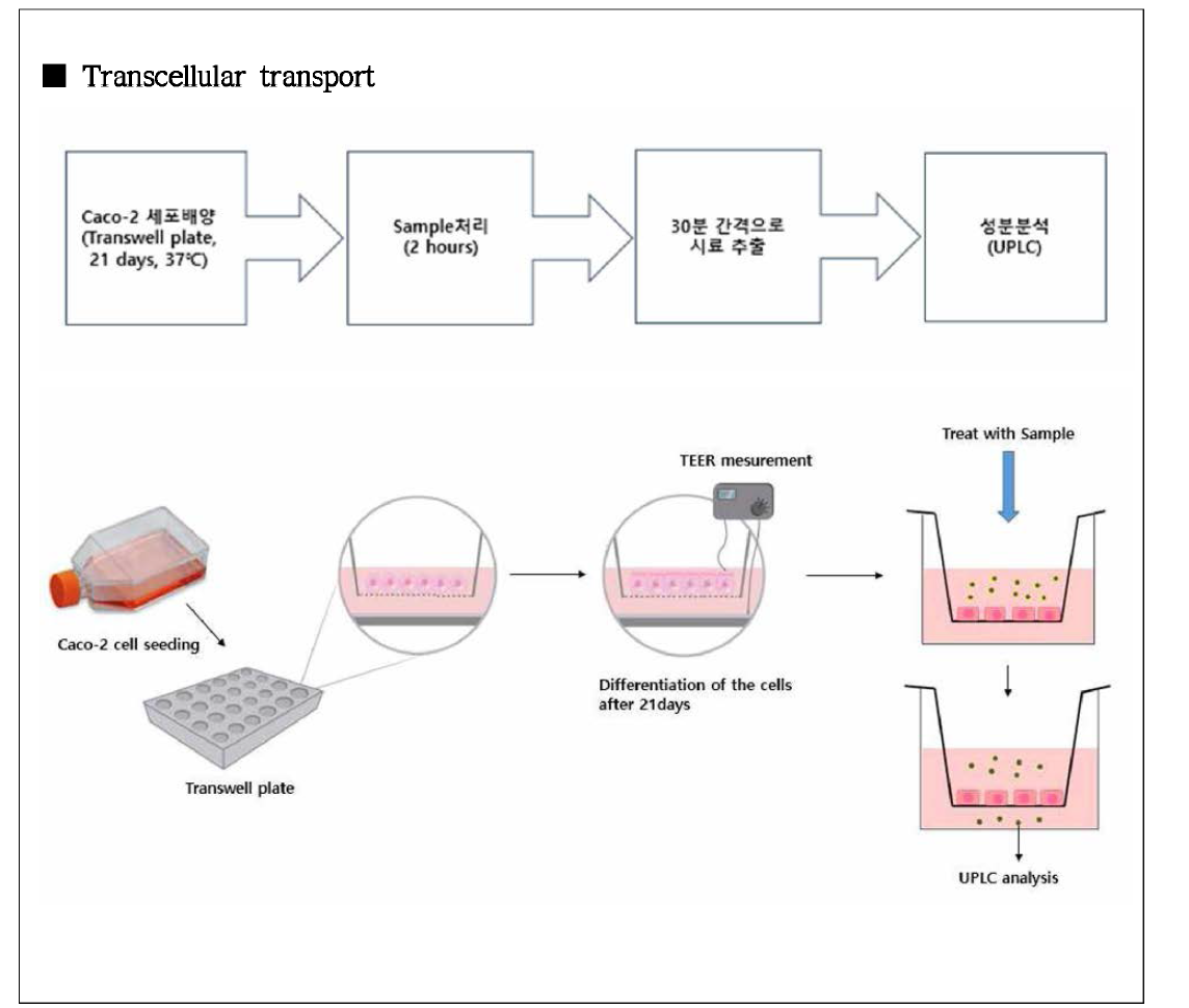 세포투과능 평가 모식도