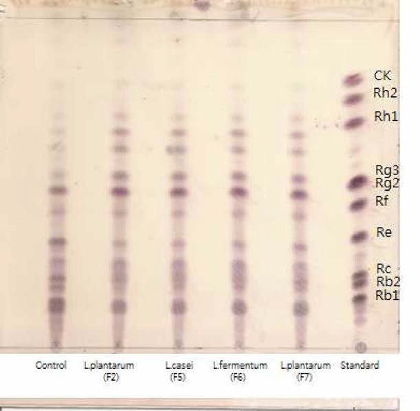 유산균주를 이용한 산양삼 추출물의 발효에 따른 TLC pattern