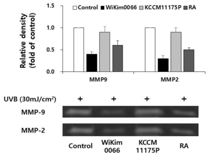 김치유산균의 항노화 지표인 MMP-9과 MMP-2 활성화