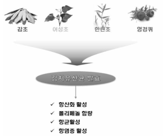 김치유산균 발효 천연물 4종의 효능검증 과정