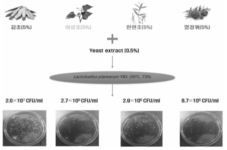 한방 천연물 발효 김치유산균의 생균수 측정