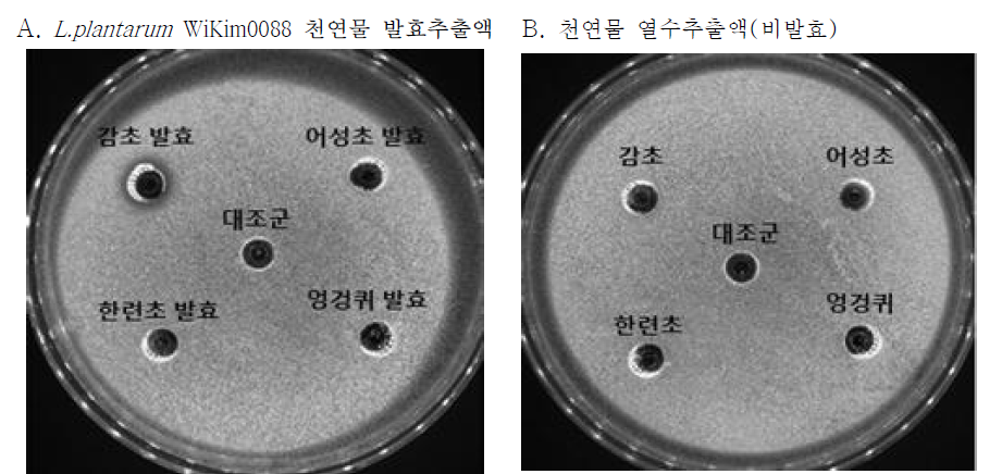 김치유산균 WiKim0088 발효 한방 천연물 4종의 항균활성