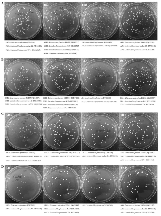 프로바이오틱스 제품(4종)의 유산균 분리 및 동정