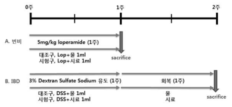 Experimental design to examine the function of Lactobacillus plantarum VH13 +Undaria pinnatifida Sporophyll in rats. 시료, L. plantarum VH 13+ Undaria pinnatifida Sporophyll. A. Suppression of constipation induction. B. Suppression of diarrhea induction