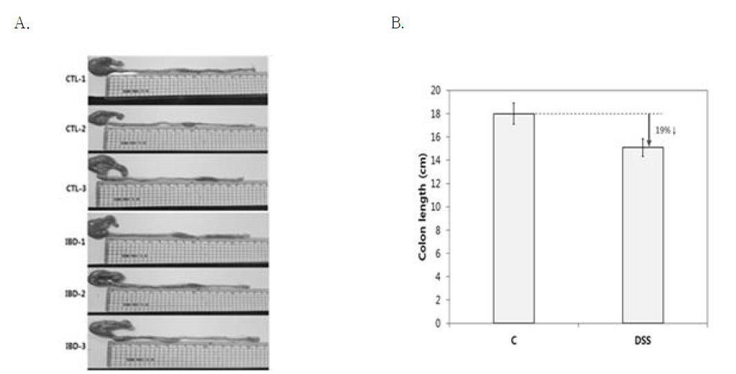 Effect of Dextran Sulfate Sodium (DSS) on gut lengths of rats. A. Picture of colon. CTL, control; IBD, DSS. B. Colon length of rats. C, control rats; DSS, DSS administered rats