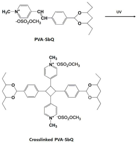 UV에 의한 PVA-SbQ의 광가교 반응 scheme