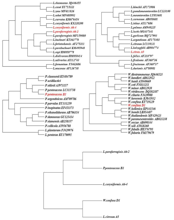 The phylogenetic tree of selected 5 bacteria which useful on the fermentation of black raspberry, soybean, Zanthoxylum schinifolium and 1:1:1 mixture