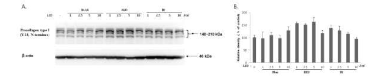 섬유모세포에서 LED조사에 따른 콜라겐 단백질 발현 변화 A. Western blot 결과, B. 정량그래프