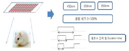 Parameter 구축을 위한 시험용 광원 제작 구성