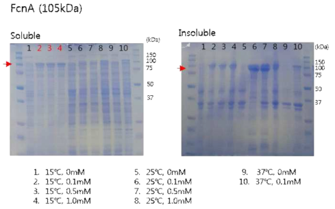 후코이단 분해효소 FcnA의 발현 조건 확인